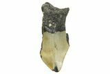 Partial, Fossil Megalodon Tooth - North Carolina #361703-1